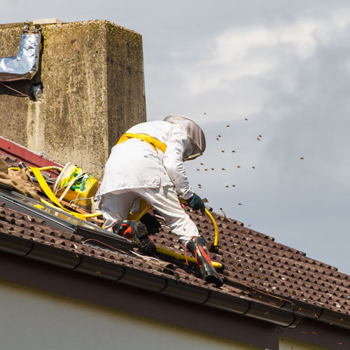 Image de la destruction d'un nid de frelon sur un toit par la société HDE-Démoussage,ramonage,rénovation toiture et façade.